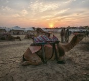Ragasthan 2014 at Jaisalmer, Rajasthan